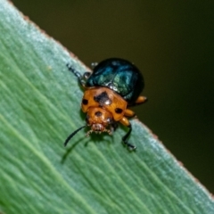 Calomela moorei (Acacia Leaf Beetle) at Penrose, NSW - 11 Jan 2023 by Aussiegall