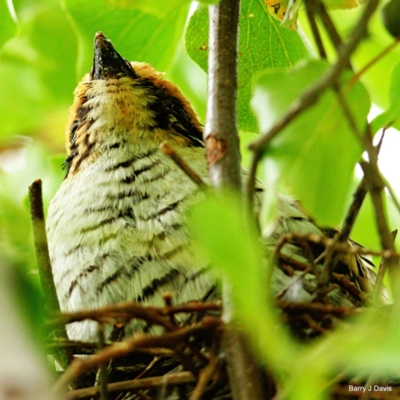 Eudynamys orientalis (Pacific Koel) at Throsby, ACT - 14 Jan 2023 by davobj