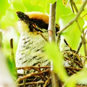 Eudynamys orientalis at Throsby, ACT - suppressed