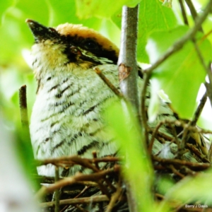 Eudynamys orientalis at Throsby, ACT - suppressed