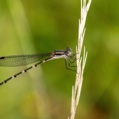 Austrolestes leda (Wandering Ringtail) at Penrose - 11 Jan 2023 by Aussiegall