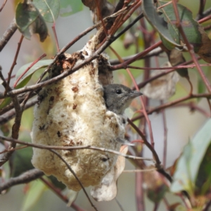 Dicaeum hirundinaceum at Kambah, ACT - suppressed