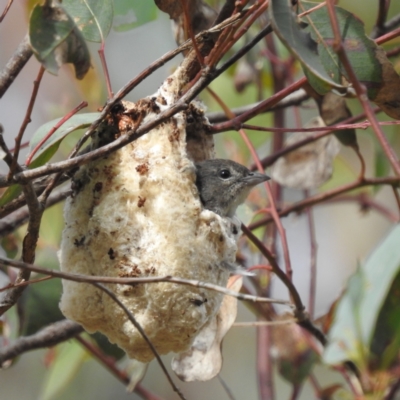 Dicaeum hirundinaceum (Mistletoebird) at Kambah, ACT - 14 Jan 2023 by HelenCross