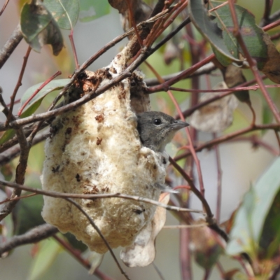 Dicaeum hirundinaceum (Mistletoebird) at Lions Youth Haven - Westwood Farm A.C.T. - 13 Jan 2023 by HelenCross