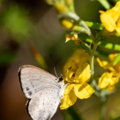 Erina hyacinthina (Varied Dusky-blue) at Wingecarribee Local Government Area - 11 Jan 2023 by Aussiegall
