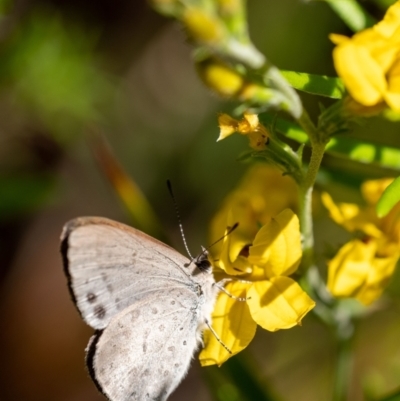 Erina hyacinthina (Varied Dusky-blue) at Wingecarribee Local Government Area - 11 Jan 2023 by Aussiegall