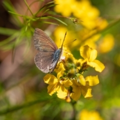 Erina hyacinthina at Penrose, NSW - 11 Jan 2023