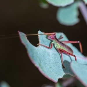 Torbia viridissima at Penrose, NSW - 11 Jan 2023