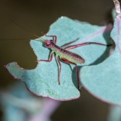 Torbia viridissima at Penrose, NSW - 11 Jan 2023