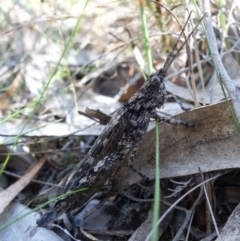 Coryphistes ruricola (Bark-mimicking Grasshopper) at Jerrawangala National Park - 9 Jan 2023 by RobG1