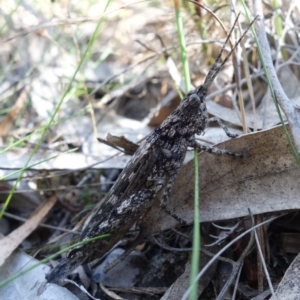 Coryphistes ruricola at Jerrawangala, NSW - suppressed