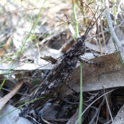 Coryphistes ruricola (Bark-mimicking Grasshopper) at Jerrawangala National Park - 9 Jan 2023 by RobG1