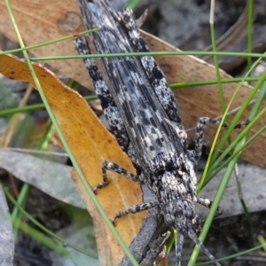 Coryphistes ruricola at Jerrawangala, NSW - suppressed