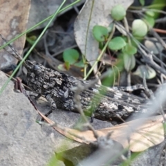 Coryphistes ruricola at Jerrawangala, NSW - suppressed