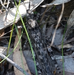 Coryphistes ruricola at Jerrawangala, NSW - suppressed