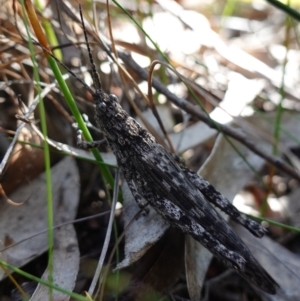 Coryphistes ruricola at Jerrawangala, NSW - suppressed