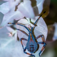 Amorbus sp. (genus) (Eucalyptus Tip bug) at Wingecarribee Local Government Area - 11 Jan 2023 by Aussiegall