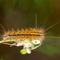 Ardices canescens (Dark-spotted Tiger Moth) at Penrose - 11 Jan 2023 by Aussiegall