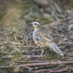 Cinclosoma punctatum (Spotted Quail-thrush) at Durran Durra, NSW - 12 Jan 2023 by trevsci