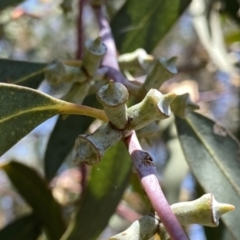 Eucalyptus saxatilis (Suggan Buggan Mallee) at QPRC LGA - 14 Jan 2023 by Wandiyali