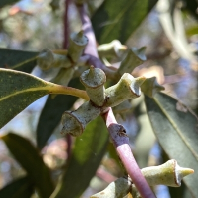 Eucalyptus saxatilis (Suggan Buggan Mallee) at Googong, NSW - 14 Jan 2023 by Wandiyali