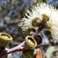 Eucalyptus saxatilis at QPRC LGA - 14 Jan 2023