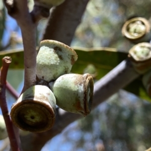 Eucalyptus saxatilis at QPRC LGA - suppressed