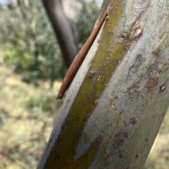 Eucalyptus saxatilis at QPRC LGA - 14 Jan 2023