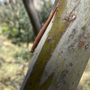 Eucalyptus saxatilis at QPRC LGA - suppressed