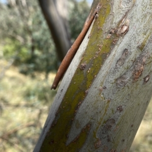 Eucalyptus saxatilis at suppressed - 14 Jan 2023