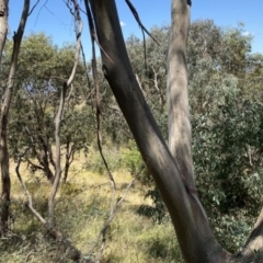 Eucalyptus saxatilis at QPRC LGA - suppressed