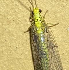 Italochrysa insignis (A Green Lacewing) at QPRC LGA - 13 Jan 2023 by Steve_Bok