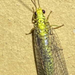 Italochrysa insignis at Jerrabomberra, NSW - suppressed