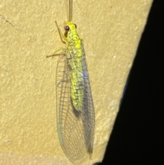 Italochrysa insignis at Jerrabomberra, NSW - suppressed