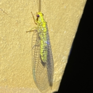 Italochrysa insignis at Jerrabomberra, NSW - suppressed