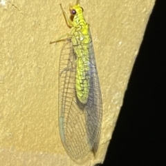 Italochrysa insignis at Jerrabomberra, NSW - suppressed