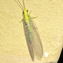 Italochrysa insignis at Jerrabomberra, NSW - suppressed