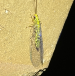 Italochrysa insignis at Jerrabomberra, NSW - suppressed