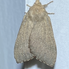 Pararguda rufescens (Rufous Snout Moth) at QPRC LGA - 13 Jan 2023 by SteveBorkowskis