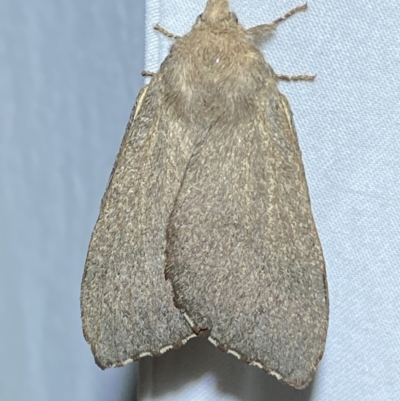 Pararguda rufescens (Rufous Snout Moth) at Jerrabomberra, NSW - 13 Jan 2023 by SteveBorkowskis