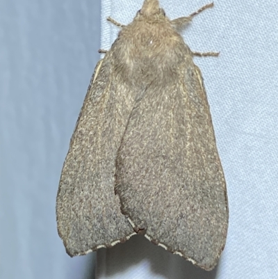 Pararguda rufescens (Rufous Snout Moth) at QPRC LGA - 14 Jan 2023 by SteveBorkowskis