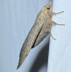 Pararguda rufescens at QPRC LGA - suppressed