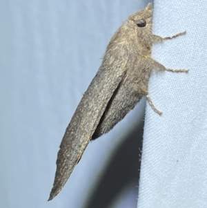 Pararguda rufescens at QPRC LGA - suppressed