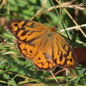 Heteronympha merope at Greenway, ACT - 14 Jan 2023