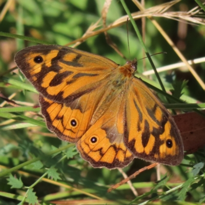 Heteronympha merope (Common Brown Butterfly) at Greenway, ACT - 13 Jan 2023 by MatthewFrawley