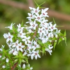 Epacris pulchella (Wallum Heath) at Penrose - 11 Jan 2023 by Aussiegall