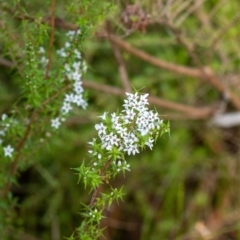 Epacris pulchella at Penrose, NSW - 11 Jan 2023