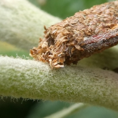 Trigonocyttara clandestina (Less-stick Case Moth) at QPRC LGA - 13 Jan 2023 by arjay