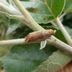 Trigonocyttara clandestina at Charleys Forest, NSW - suppressed