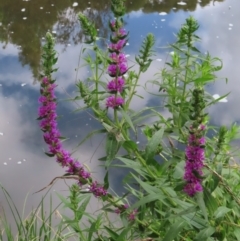 Lythrum salicaria (Purple Loosestrife) at Greenway, ACT - 14 Jan 2023 by MatthewFrawley